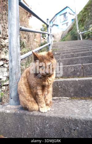 Streunende braune Tabbykatze, die auf steilen Steintreppen im Freien in einem Wohnviertel von Nagasaki, Japan, sitzt Stockfoto