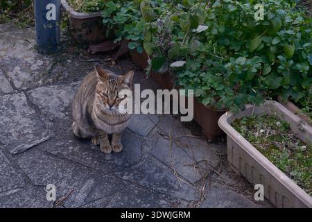 Eine streunende Tabbykatze, die ruhig auf einem gepflasterten Pfad im hügeligen Stadtteil Nagasaki sitzt Stockfoto