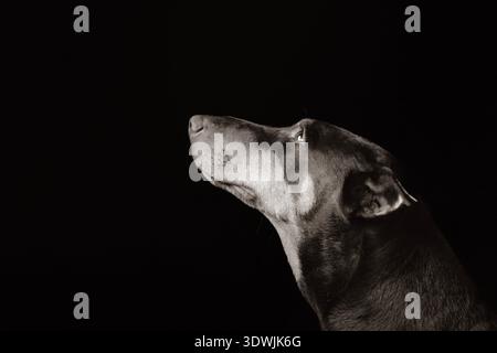Schwarz-weißes Porträt eines Hundes mit glattem Fell, das in einer dunklen, eleganten Umgebung nach oben blickt und raffinierte Konturen, ruhige Präsenz und erstklassiges Haustier hervorhebt Stockfoto