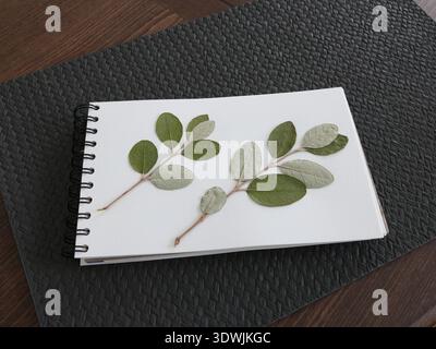 Gepresste und getrocknete Blätter im Album auf dem Tisch. Naturmaterial, handgefertigt. Hobbys und Lifestyle. Exotische mediterrane Pflanzen. Stockfoto