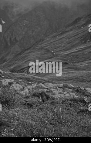 Atemberaubende Berglandschaft Mit Der Natürlichen Schönheit Von Greina, Schweiz. Stockfoto