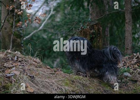 Kleiner Mischhund auf Waldboden mit trockenen Blättern und Moos, umgeben von Bäumen in natürlicher Waldlandschaft. Stockfoto