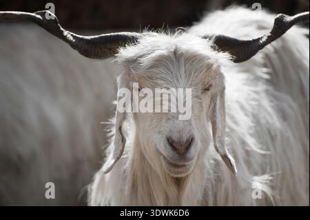 Weißem Kaschmir (Pashmina) Ziege von indischen Highland Farm in Ladakh Stockfoto