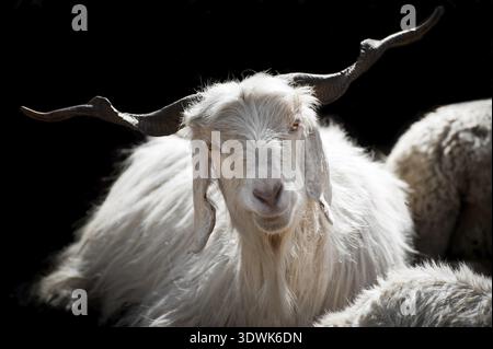 Weißem Kaschmir (Pashmina) Ziege von indischen Highland Farm in Ladakh Stockfoto