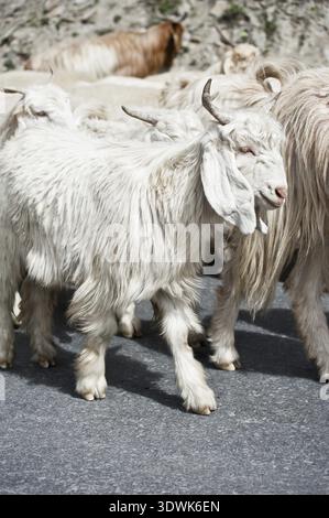 Kaschmir (Pashmina) Ziege von indischen Highland Farm in Ladakh mit Herde weißer Stockfoto