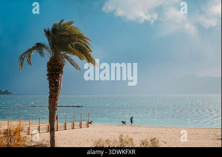 Port de Pollenca Beach Palm and Dog Walker, Mallorca Stockfoto