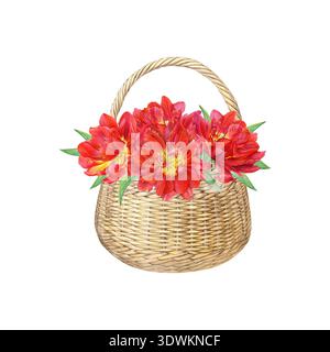 Aquarellillustration eines Korbs gefüllt mit roten Doppeltulpen und Blättern isoliert auf weißem Hintergrund. Frühlingsblumen. Stockfoto