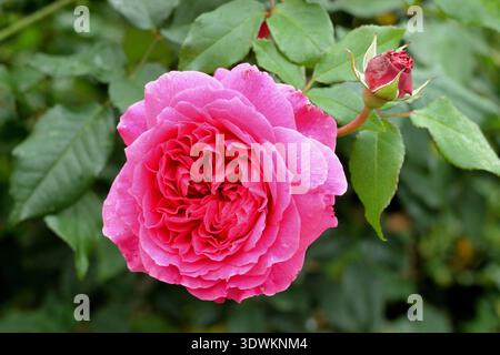 Englische Rose. Rosa Gabriel Oak, Rosa Auscrowd, englische Strauchrose mit tiefrosa Blüten, gezüchtet von David Austin Stockfoto