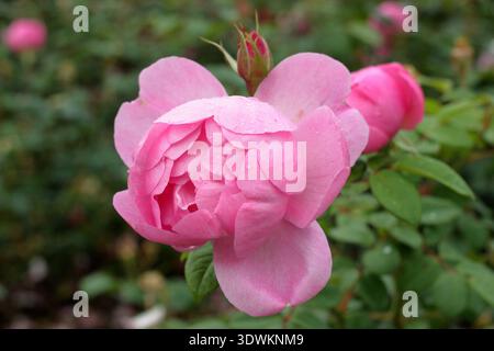 Rosen. Rosa Skylark, eine englische Strauchrose mit halb doppelt duftenden rosa Blüten, gezüchtet von David Austin. Auch „Ausimple“ genannt Stockfoto