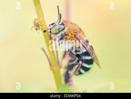 Nahaufnahme einer blauen Biene (Amegilla sp.) Eine Pflanze mit ihren Unterkiefern und einer neugierigen kleinen Spinne, die den Stamm teilt, in Australien Stockfoto