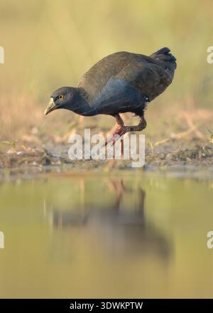 Nahaufnahme eines wilden Schwarzschwanznativehens (Tribonyx ventralis), das am Rande eines Feuchtgebiets in Australien auf der Suche ist Stockfoto