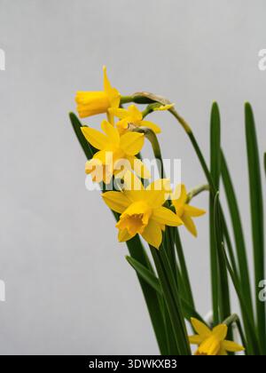 Eine Nahaufnahme der zarten gelben Blüten der Miniatur Narzissen 'Medway Gold Stockfoto