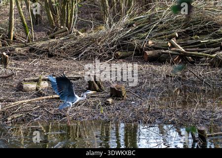 Ein Blick auf einen Graureiher, der über einen Teich in Nottingham, Großbritannien, zum Flug aufbricht. Stockfoto