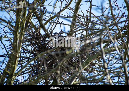 Eine eurasische Elster, die in ihrem Nest auf einem Baum in Nottingham sitzt. Stockfoto