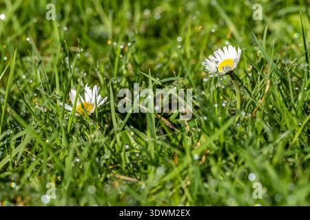 Gänseblümchen wachsen im frühen Frühjahr auf einem Rasen, an einem sonnigen Morgen in Sussex Stockfoto