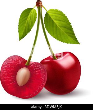 Isolierte rote Kirschen auf einem Stamm mit grünem Blatt auf weißem Hintergrund. Zwei süße Kirschfrüchte auf einem Stiel, eine halbiert mit einer Grube Stock Vektor
