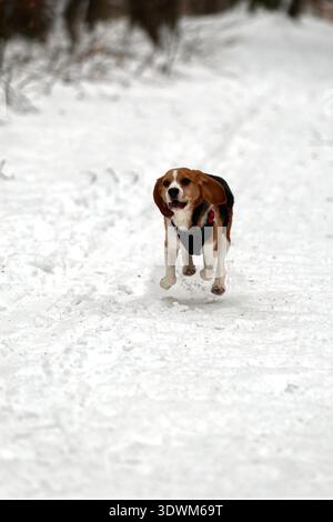 Energiegeladener Beagle mit Ohren nach unten, der durch frischen Schnee im Wald springt Stockfoto