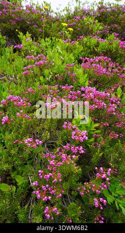 Phyllodoce empetriformis blüht im Mount Rainier National Park im US-Bundesstaat Washington. Stockfoto