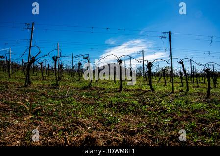 Weinberge und Rebreihen, die im Frühjahr mit den Triebe und Knospen blühen können, im Valnogaredo Padua Veneto Italien Stockfoto