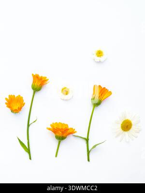 Kreatives Blumenlayout mit orangen Ringelblumen und Gänseblümchen auf weißem Hintergrund. Draufsicht, flach gelegen, Hintergrund mit Blumenmotiv im Sommer mit Kopierraum Stockfoto
