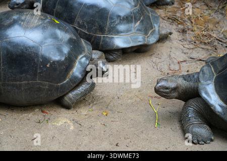 Blick auf Riesenschildkröten, Aldabrachelys gigantea, auf der Insel Mahe auf den Seychellen Stockfoto