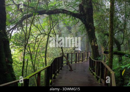Der Boardwalk führt durch ein dichtes, feuchtes Regenwaldökosystem in Doi Inthanon, Thailand Stockfoto