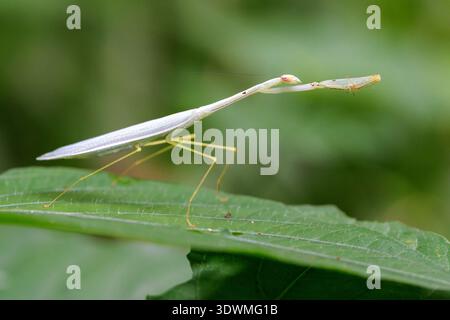 Leptomantella tonkinae betende Mantis auf einem grünen Blatt in chiang mai, thailand Stockfoto