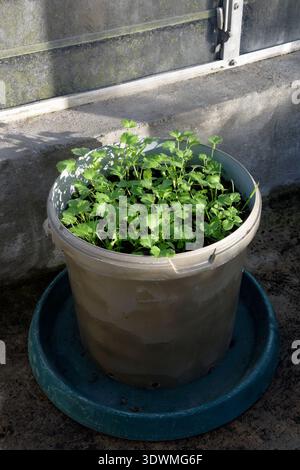 Koriander-/Koriander-Koriander-Setzlinge, die in Gewächshäusern für späte Kulturen angebaut werden. Stockfoto