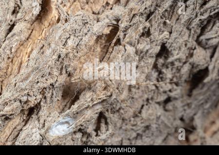 Zweischwänzige Spinne (Hersilia caudata), weiblicher schützender Eiersack auf Baumrinde, Kairo, Ägypten Stockfoto
