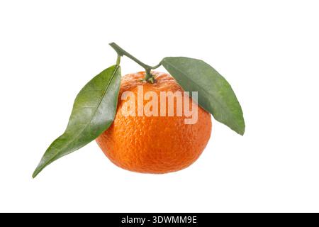 Eine saftige Orangenmandarine oder Mandarine mit grünen Blättern, isoliert auf weißem Hintergrund. Zitrusfrucht als Quelle für natürliches Vitamin C. Stockfoto