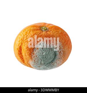 Grüner Schimmel auf Zitrusfrüchten. Schimmelige ungesunde Mandarinen- oder Mandarinenfrucht isoliert auf weißem Hintergrund. Lebensmittelverschwendung. Stockfoto