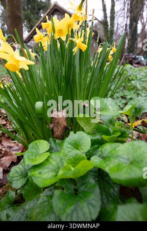 In einem Garten blühen leuchtend gelbe Narzissen, grüne Blätter und ein Hauch von violetter Blüte. Die Ankunft des Frühlings Stockfoto