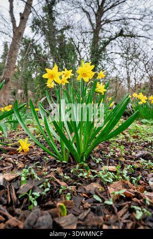 In einem mit Mulch und neuen grünen Sprossen bedeckten Gartenbeet blühen leuchtend gelbe Narzissen, was auf den Frühling hinweist. Stockfoto