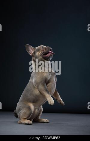 Ein französischer Bulldog sitzt hoch mit der Zunge in einem professionellen Studio. Der dunkle Hintergrund steht im Kontrast zur ausdrucksstarken Haltung des Hundes. Stockfoto