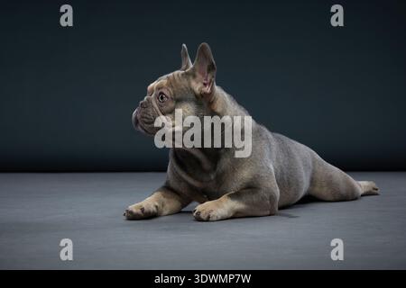 Eine französische Bulldogge liegt in neutraler Haltung auf dem Boden, Kopf zur Seite gedreht. Sein ruhiges Aussehen und der kompakte Rahmen sind gut beleuchtet im Studio. Stockfoto