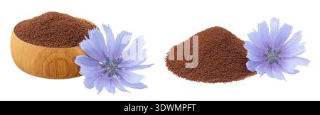 Zichorienpulver in Holzschale und Blume isoliert auf weißem Hintergrund. Cichorium intybus. Stockfoto