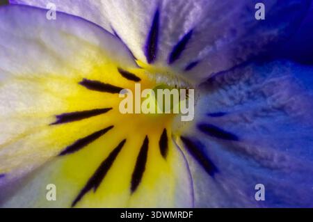 Primer plano macro del Centro de una flor pensamiento (Viola) con pétalos amarillos, morados y azules. Stockfoto