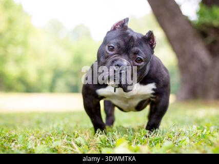 Ein kurzer, muskulöser amerikanischer Tyrannehund mit abgeschnittenen Ohren, der draußen steht Stockfoto