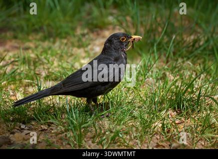 Schwarzvogel (Turdus merula) männlich mit gefangenem Wurm im Schnabel, der im Gras steht Stockfoto