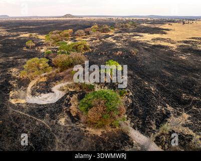 Tansania, Region Arusha, Bezirk Monduli, Randilen WMA (Wildlife Management Area), der ausgetrocknete Fluss, der das Naturschutzgebiet überquert (WMA) nach einem Buschbrand Stockfoto