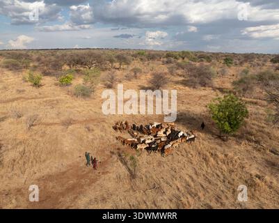 Tansania, Region Arusha, Bezirk Monduli, Randilen WMA (Wildtierbewirtschaftungsgebiet), Maasai Herdenrinder mit Rangern (aus der Luft) Stockfoto
