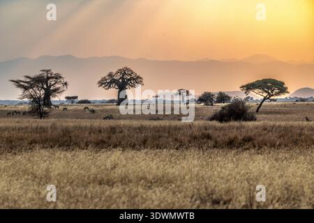 Tansania, Region Arusha, Bezirk Monduli, Randilen WMA (Wildlife Management Area), idyllische Landschaft mit Baobabs, Zebras und Gnus bei Sonnenuntergang, Stockfoto
