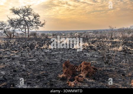 Tansania, Region Arusha, Bezirk Monduli, Randilen WMA (Wildlife Management Area), Landschaft nach dem Brand, der die Savanne brannte Stockfoto