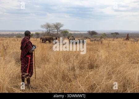 Tansania, Region Arusha, Bezirk Monduli, Randilen WMA (Wildlife Management Area), Maasai beobachtet Elefanten am Wasserloch Stockfoto