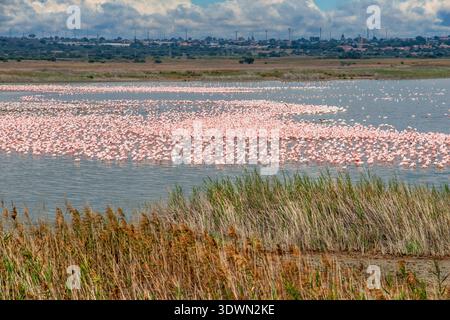 Südafrika, Zehntausende von rosa Zwergflamingos, Kamfers Dam, nahe Kimberley, Nordkapprovinz, Südafrika, vom Luxuszug Rovos Rail aus gesehen, der Pretoria nach Kapstadt verbindet Stockfoto
