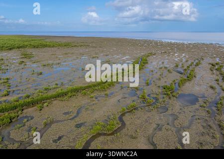 Frankreich, Französisch-Guayana, Cayenne, die Mangrove hat sich auf den Schwemmbänken niedergeschlagen, die von den Anden durch den Amazonasfluss hinuntergetragen werden und die gesamte Halbinsel Cayenne umgibt; in einer zukünftigen zyklischen Periode wird sie vollständig verschwinden und wieder dem Meer weichen (Luftsicht). Stockfoto