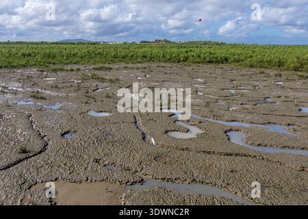 Frankreich, Französisch-Guayana, Cayenne, die Mangrove hat sich auf den Schwemmbänken niedergeschlagen, die von den Anden durch den Amazonas hinuntergetragen werden und die gesamte Halbinsel Cayenne umgibt; in einer zukünftigen zyklischen Periode wird sie vollständig verschwinden und wieder dem Meer weichen, Scharlach Ibis im Flug (Luftaufnahme). Stockfoto