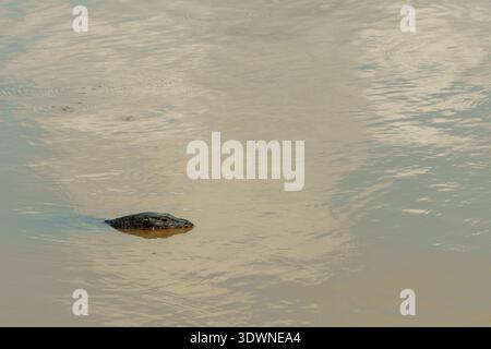 Ein asiatischer Wassermonitor schwimmt, wobei nur der Kopf über der matschigen Flussoberfläche sichtbar ist, was im ruhigen Wasser subtile Wellen erzeugt. Stockfoto