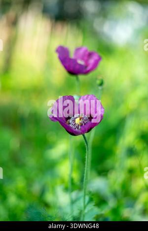 Eine vertikale Nahaufnahme von leuchtendem lila Mohn, der in einem üppig grünen Garten blüht. Eine Blume ist scharf im Fokus, mit einer kleinen Biene auf ihrem Gelb Stockfoto