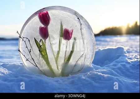 Künstlerisches Winterfoto von rosafarbenen Tulpen und zarten Zweigen, die in einer klaren Eisscheibe gefroren sind, auf Schnee gelegt und von warmem Sonnenuntergangslicht beleuchtet werden Stockfoto